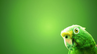 Green parrot yellow beak yellow 2 - a green parrot free wallpaper