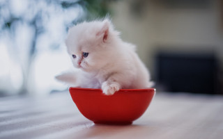 White kitten red bowl table - tiny free wallpaper for desktop