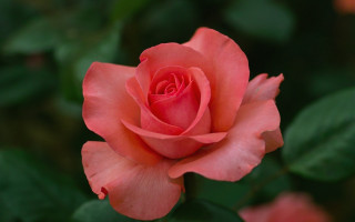 Pink rose green leaves blurry 10 - a pink rose free wallpaper