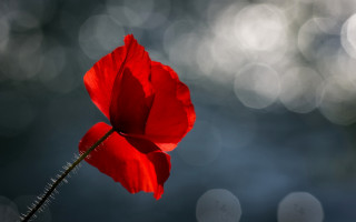 Red flower macro bokeh moonlight - a red flower free wallpaper for desktop