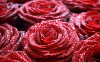Red roses water droplets macro 2 - red rose free wallpaper for desktop