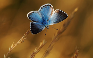 Blue butterfly plant grass sunset - a blue butterfly free wallpaper