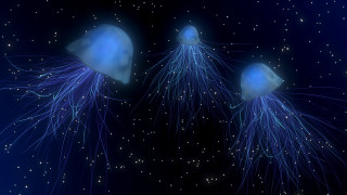 Jellyfish ocean night stars blue - bioluminescence free wallpaper