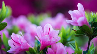 Pink flower bokeh leaves macro 2 - a close up of a bunch free wallpaper