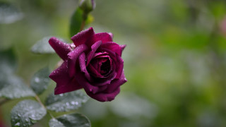 Purple rose water droplets bokeh - rich deep color free wallpaper