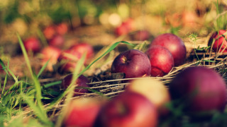 Apples grass bokeh fall vibrant - fall vibrancy free wallpaper for desktop