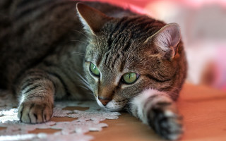 Cat paw table green eyes - sharp focus free wallpaper for desktop