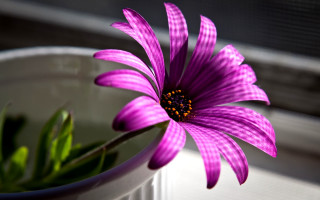 Purple flower white bowl window - a white bowl free wallpaper for desktop
