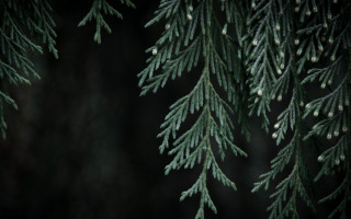 Pine needles cones closeup dark - free rain wallpaper