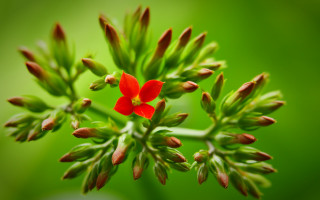 Red flower blooming green stem - a red flower free wallpaper