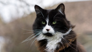 Black white cat green eyes 5 - a portrait free wallpaper for desktop