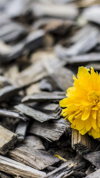 Yellow flower wood chips blurry - bernd fasching free wallpaper for mobile