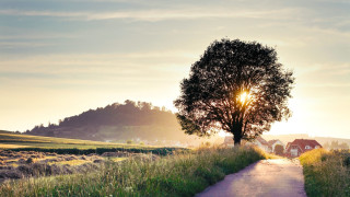 Tree road house sunset flare - a house in the background free wallpaper