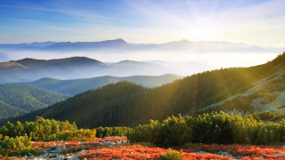 Mountain sun flowers forest lake - shining free wallpaper for desktop