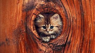 Kitten peeking wooden door blue - surrealism free wallpaper