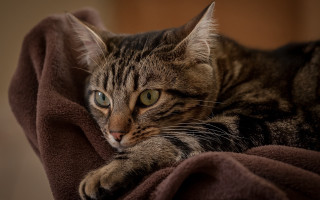 Cat blanket paw pillow bed - a paw free wallpaper