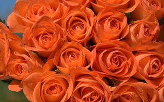 Orange roses water droplets blue - a bouquet free wallpaper