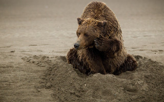 Brown bear sand beach paw - a brown bear free wallpaper