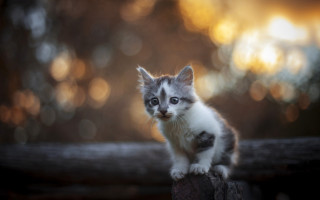 Kitten log woods bokeh depth - in the wood free wallpaper