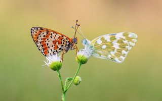 Butterflies flower grass naturalism macro - a green field free wallpaper for desktop