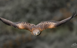Bird prey wings spread left - sharp free wallpaper