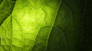 Green leaf light shining macro - a green leaf free wallpaper