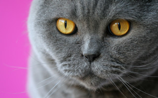 Gray cat yellow eyes pink - a pink background behind free wallpaper