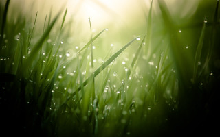 Grass dew sunshine macro bamboo - dew free wallpaper