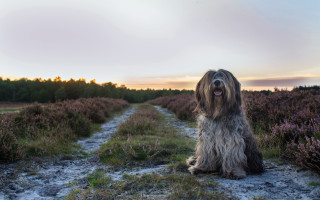 Shaggy dog flower field sunset - the dog free wallpaper for desktop