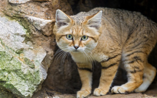 Curious sumatra cat rock wall - a green eye free wallpaper