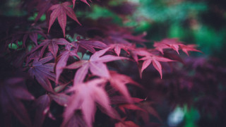 Tree leaf butterfly flowers shallow - a close up of a tree free wallpaper