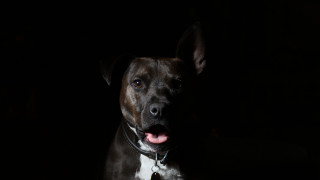 Dog standing dark tongue out - dramatic free wallpaper