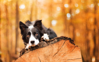 Dog sitting tree stump woods - a sad look free wallpaper