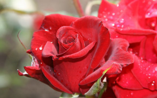 Red rose water droplets macro 26 - petal free wallpaper