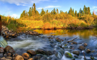 Lush forest river bridge autumn - a lush green forest free wallpaper