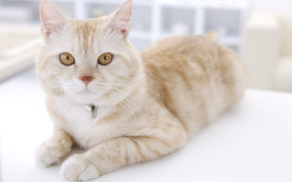 White cat collar wide eyed - a collar free wallpaper for desktop