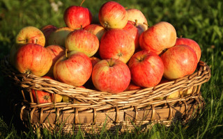 Basket apples grass sunny autumn - fall vibrancy free wallpaper
