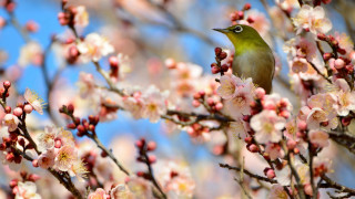 Bird branch cherry blossoms spring 2 - a small bird free wallpaper