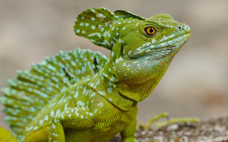 Green lizard yellow eye branch - a green lizard free wallpaper for desktop