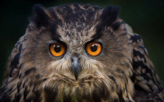 Owl orange eyes blurry background 3 - a blurry background and a blurry background free wallpaper