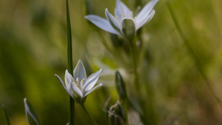 Daisy butterfly lily macro shallow - a blurry background of grass free wallpaper for desktop