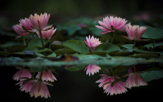 Pink flowers pond lilies macro - water lily free wallpaper