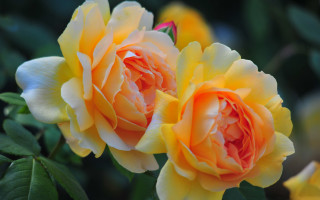 Yellow rose blurry background macro 2 - visible free wallpaper