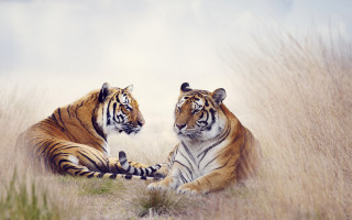 Tigers tallgrass heads touch paws - two tiger free wallpaper