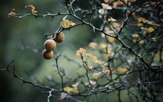 Fruit branch leaves blurry background - branch and a blurry background free wallpaper