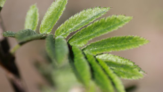 Green leaf macro foliage blurry - a green leaf free wallpaper