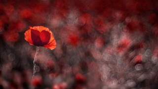 Red flower field bokeh macro - red flower free wallpaper