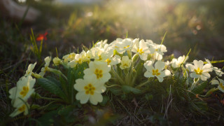 Flowers grass sunshine blurry nature - soft light free wallpaper for desktop
