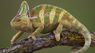 Colorful chameleon branch green dirt - a colorful chamelon free wallpaper