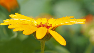 Yellow flower water droplets green - orange flower free wallpaper